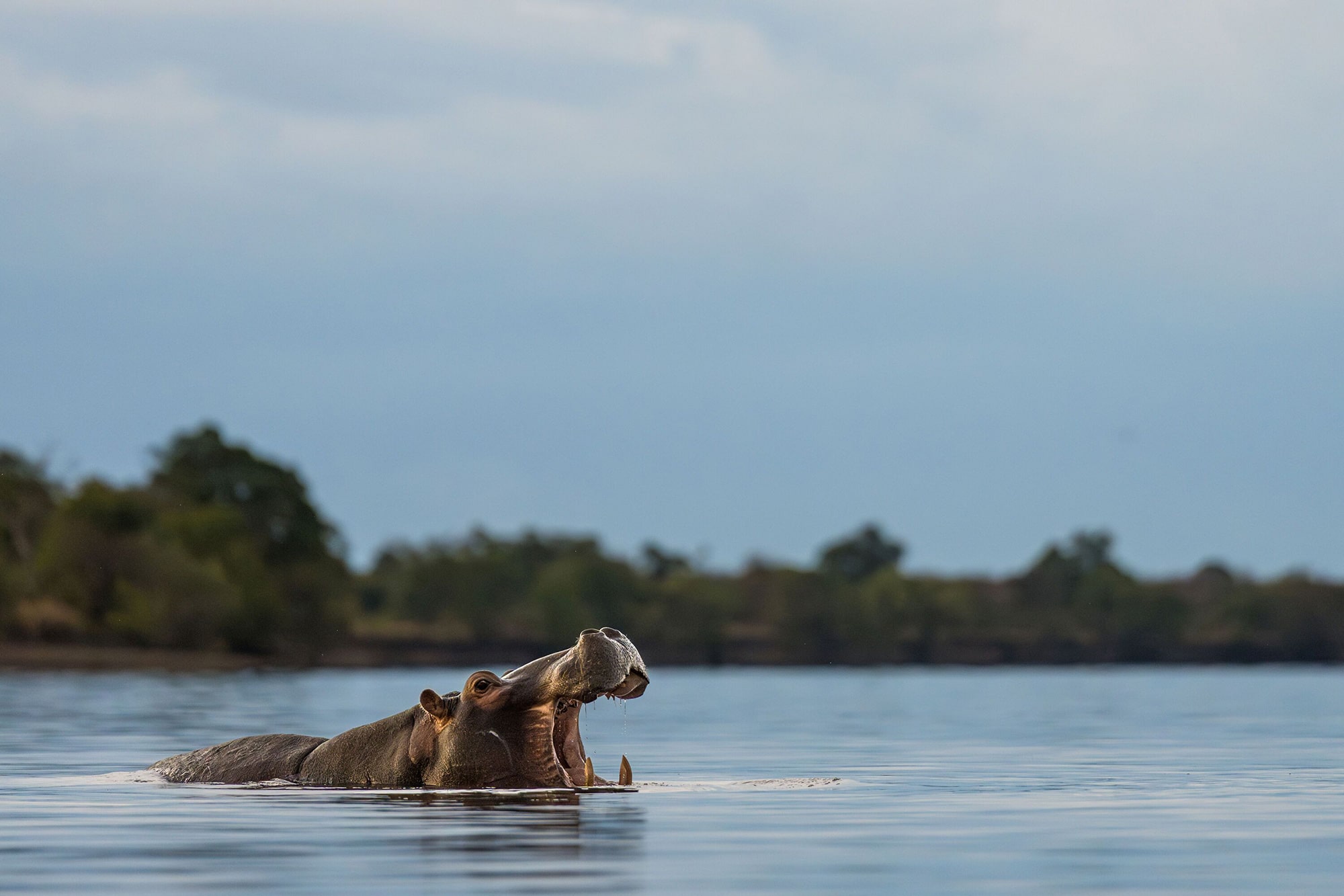 Rhino in the water in Kafue National Park