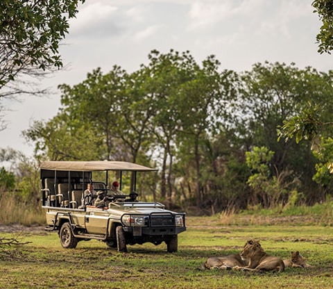 Lions resting in the grass while a guide in a vehicle shows them the wildlife